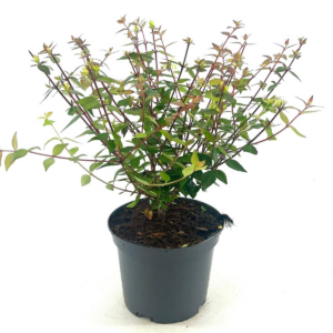Abelia grandiflora 'Sherwood'