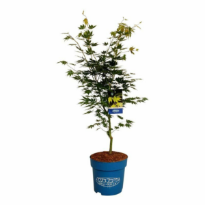 Acer 'Arctic Jade'