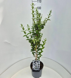 Abeliophyllum distichum
