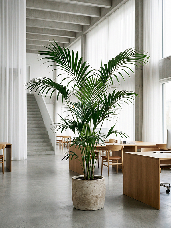 grande plante en pot dans un bureau moderne
