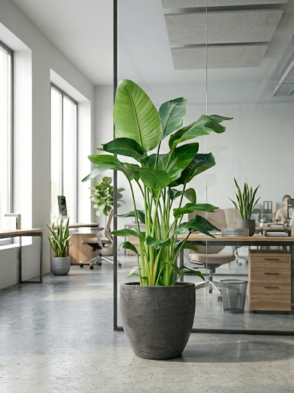 grande plante dans un open space
