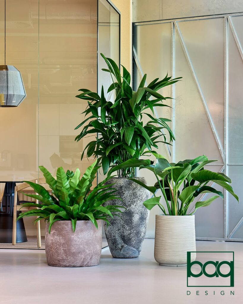 Plusieurs plantes de différentes tailles dans un bureau