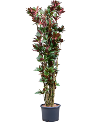 Croton (Codiaeum) variegatum 'Mrs. Iceton'