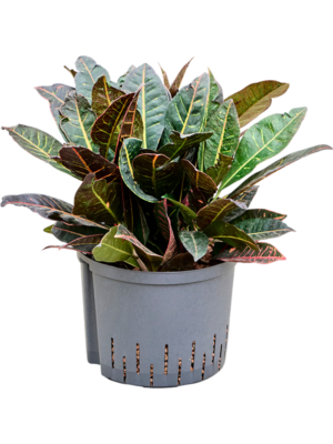 Croton (Codiaeum) variegatum 'Petra'