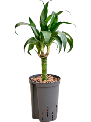 Dracaena deremensis 'Black Beauty'