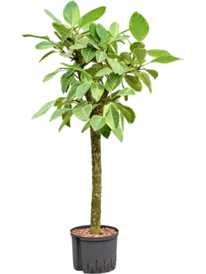 Ficus altissima 'Variagata'