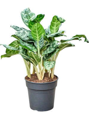 Aglaonema 'Amazon Silver'