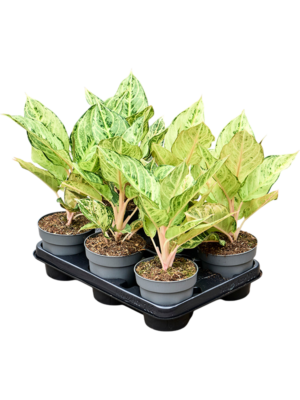 Aglaonema 'Chartreuse Pretty' 6/tray