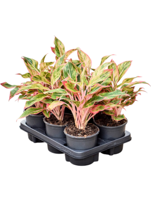 Aglaonema 'Elena' 6/tray