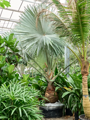 Bismarckia nobilis
