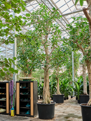 Ficus altissima