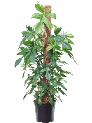 Philodendron 'Florida Beauty'