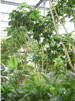 Schefflera actinophylla 'Amate'