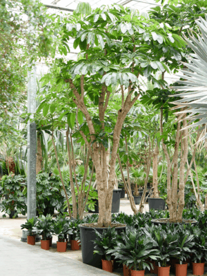 Schefflera actinophylla 'Amate' (400-500)