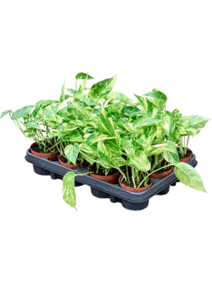 Scindapsus (Epipremnum) 'Golden Star' 12/tray