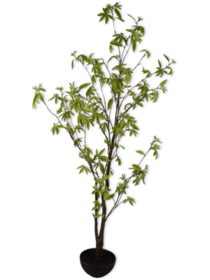 Acer