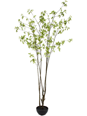 Acer