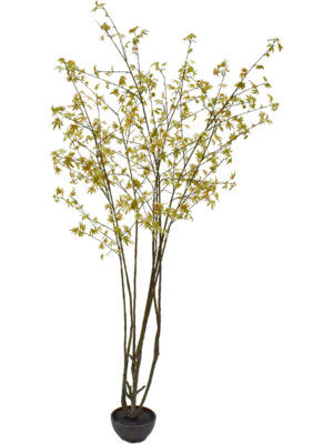 Acer