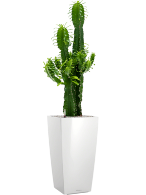 Euphorbia erytrea en Lechuza Cubico