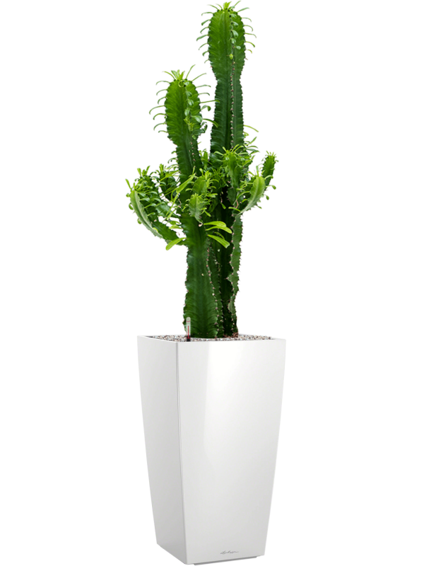 Euphorbia erytrea en Lechuza Cubico