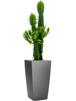 Euphorbia erytrea en Lechuza Cubico