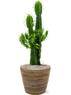 Euphorbia erytrea en Drypot Rattan Stripe