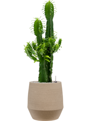 Euphorbia erytrea en Humus