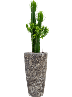 Euphorbia erytrea en Baq Lava