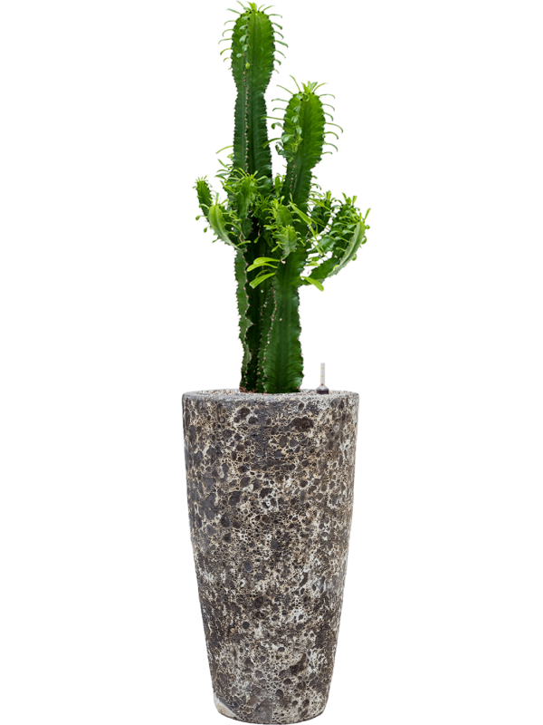 Euphorbia erytrea en Baq Lava