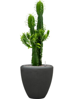 Euphorbia erytrea en Baq Polystone Plain
