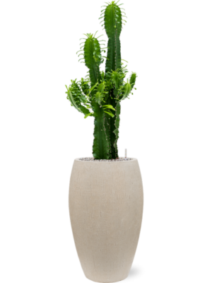 Euphorbia erytrea en Baq Raindrop