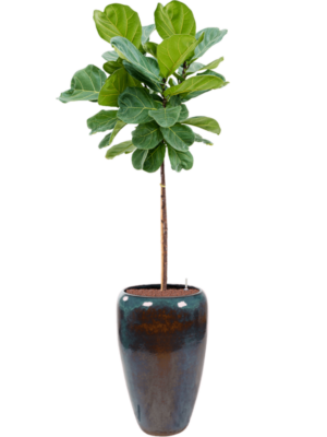Ficus lyrata en Mystic