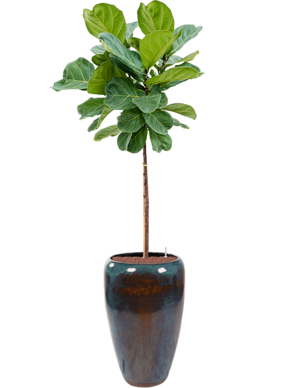 Ficus lyrata en Mystic, Ter Steege