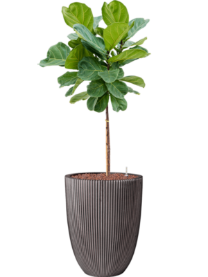 Ficus lyrata en Capi Nature Groove NL