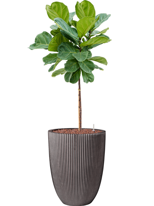 Ficus lyrata en Capi Nature Groove NL