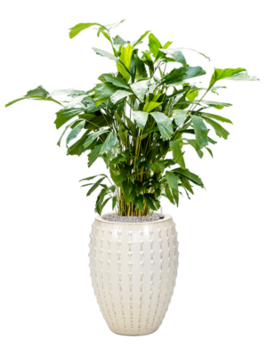 Caryota mitis en Laos