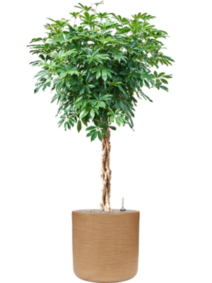 Schefflera arboricola 'Compacta' en Baq Dune