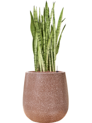 Sansevieria trifasciata 'Silver Mist' en Baq Terrazzo