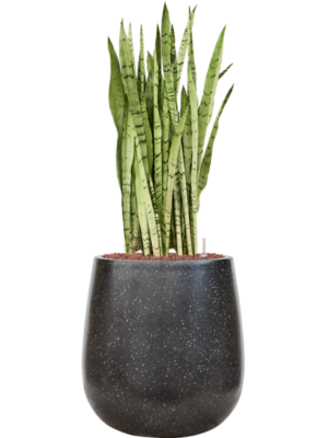Sansevieria trifasciata 'Silver Mist' en Baq Terrazzo