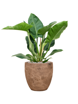 Philodendron 'Imperial Green' en Baq Algar