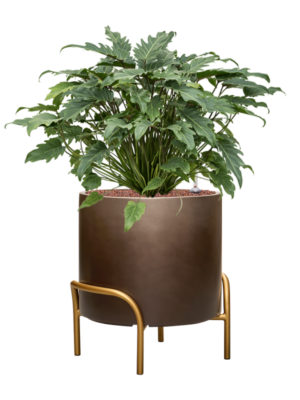 Philodendron 'Xanadu' en Baq Gradient Elevated