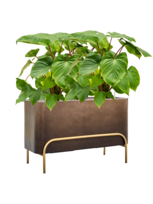 Homalomena rubescens 'Maggy en Baq Gradient Elevated