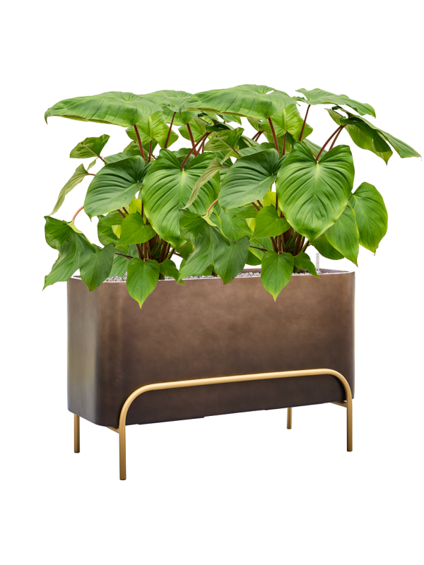 Homalomena rubescens 'Maggy en Baq Gradient Elevated