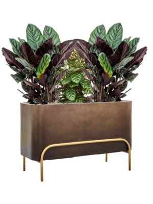 Mélange de plantes en Baq Gradient Elevated