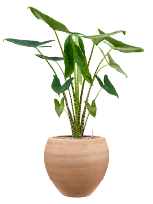 Alocasia zebrina en Terra Moderna