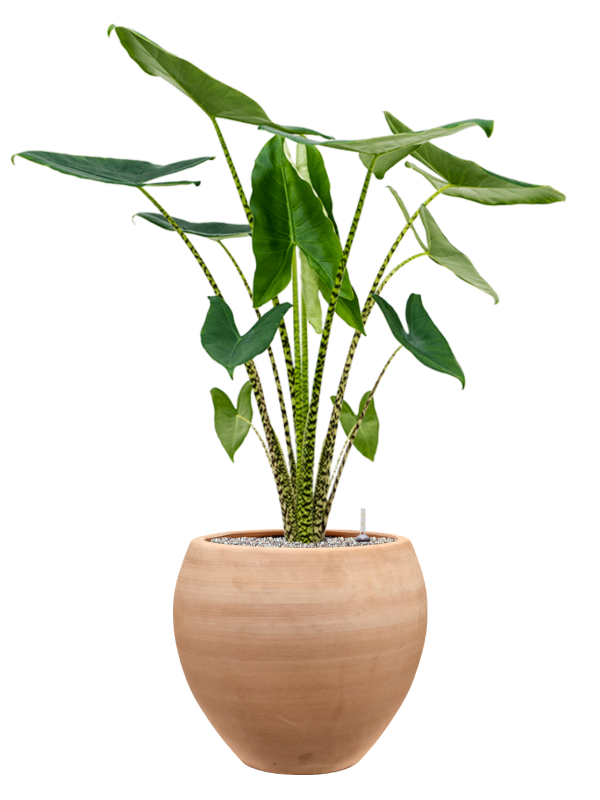 Alocasia zebrina en Terra Moderna, Private label