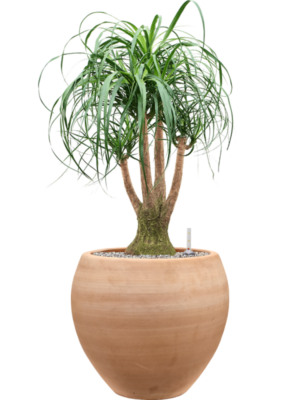 Beaucarnea recurvata en Terra Moderna