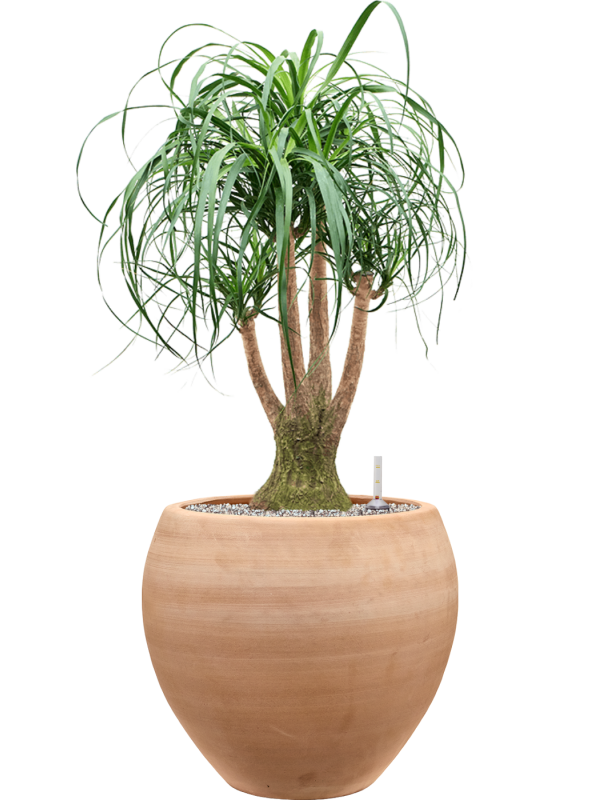 Beaucarnea recurvata en Terra Moderna, Private label