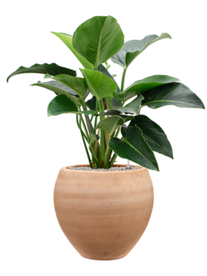 Philodendron 'Green Beauty' en Terra Moderna