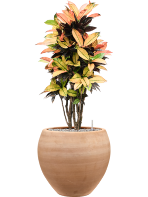 Croton (Codiaeum) variegatum 'Mrs. Iceton' en Terra Moderna